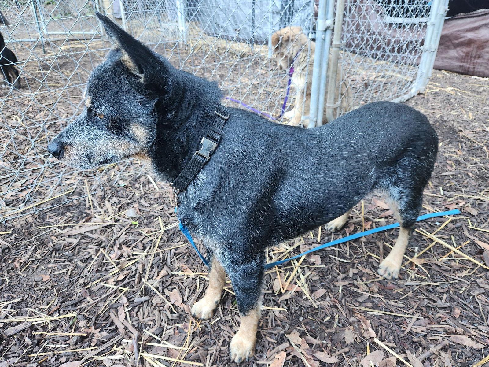 Brady, a Adoptable Australian Cattle Dog / Blue Heeler in Paso Robles, CA image 1/3