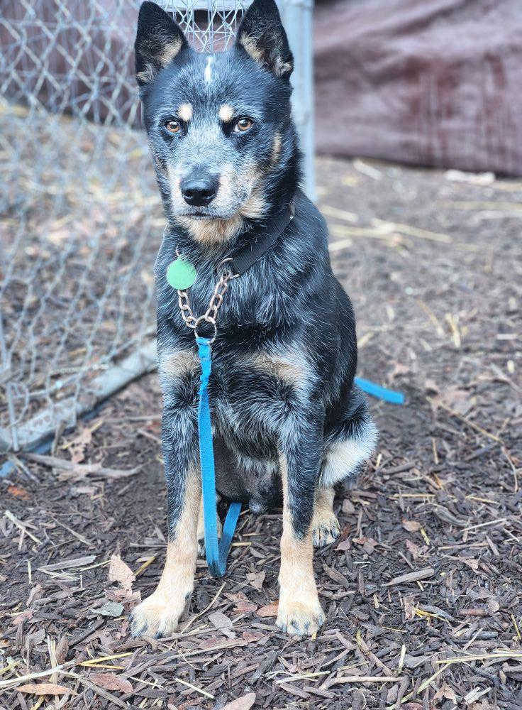 Brady, a Adoptable Australian Cattle Dog / Blue Heeler in Paso Robles, CA image 2/3