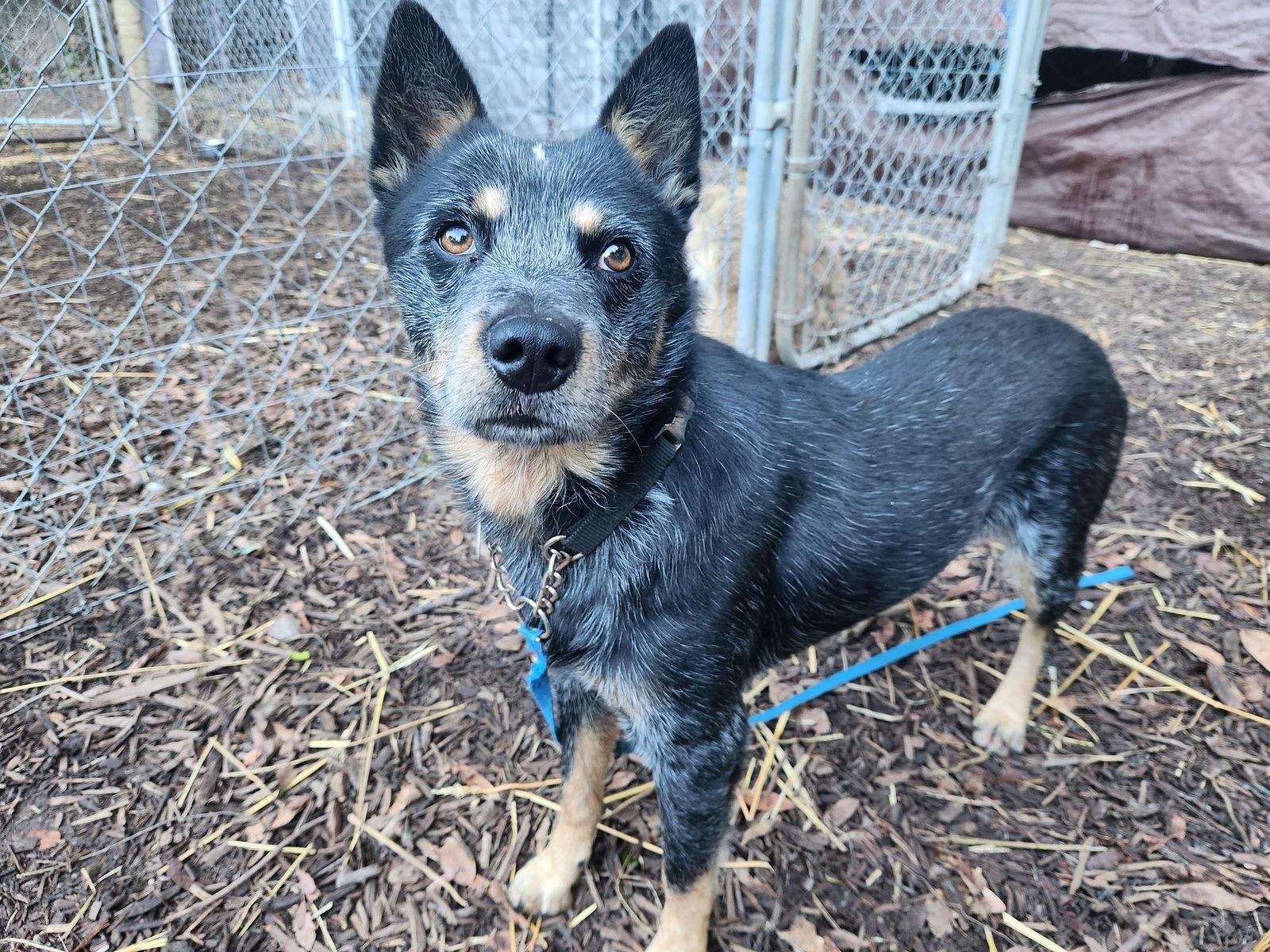 Brady, a Adoptable Australian Cattle Dog / Blue Heeler in Paso Robles, CA image 3/3