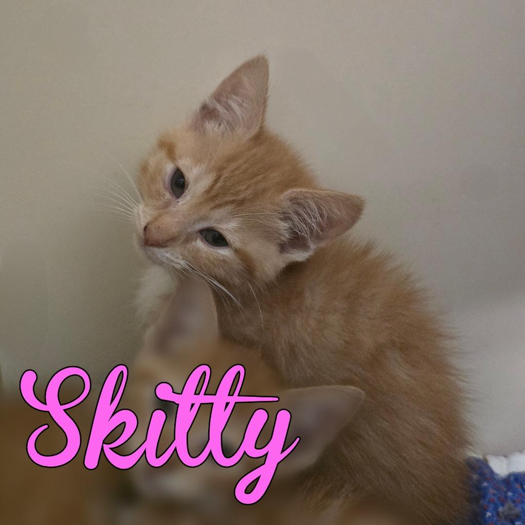 Skitty, Adoptable, Kitten Female Domestic Short Hair.