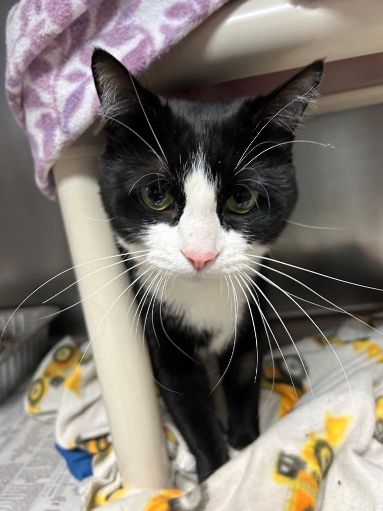 Enlarge Jinx, a Adoptable mixed breed in Detroit, MI image 1/3