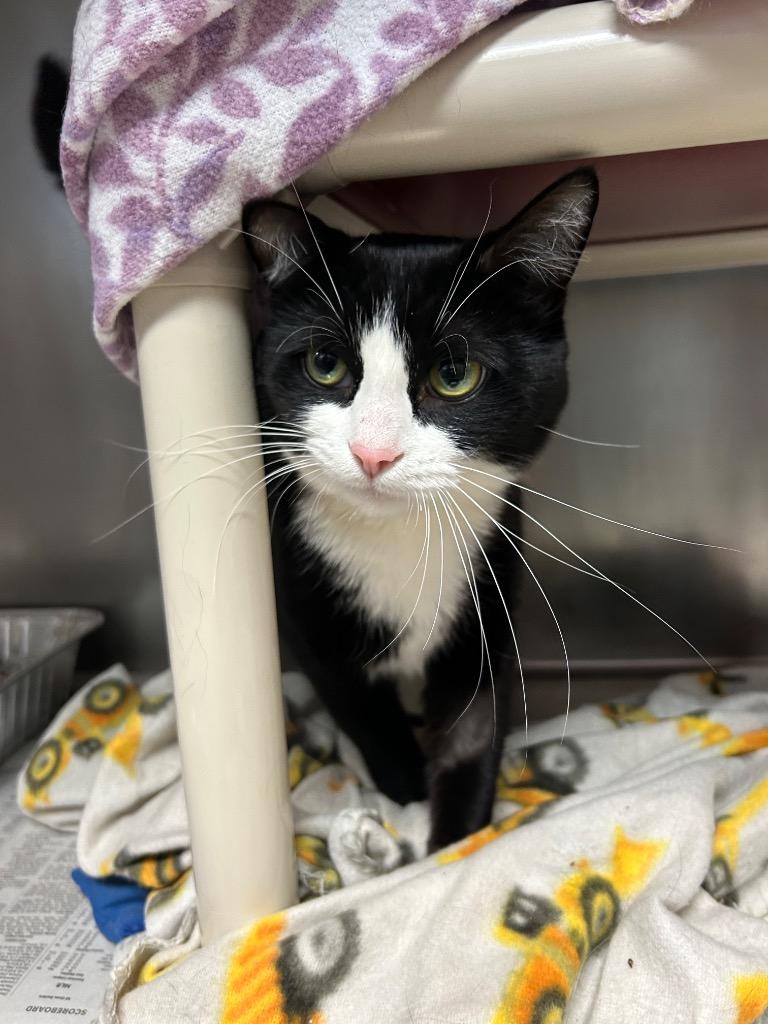 Enlarge Jinx, a Adoptable mixed breed in Detroit, MI image 2/3