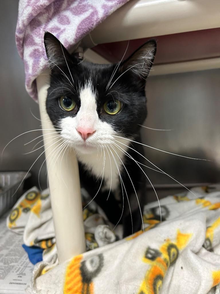 Enlarge Jinx, a Adoptable mixed breed in Detroit, MI image 3/3