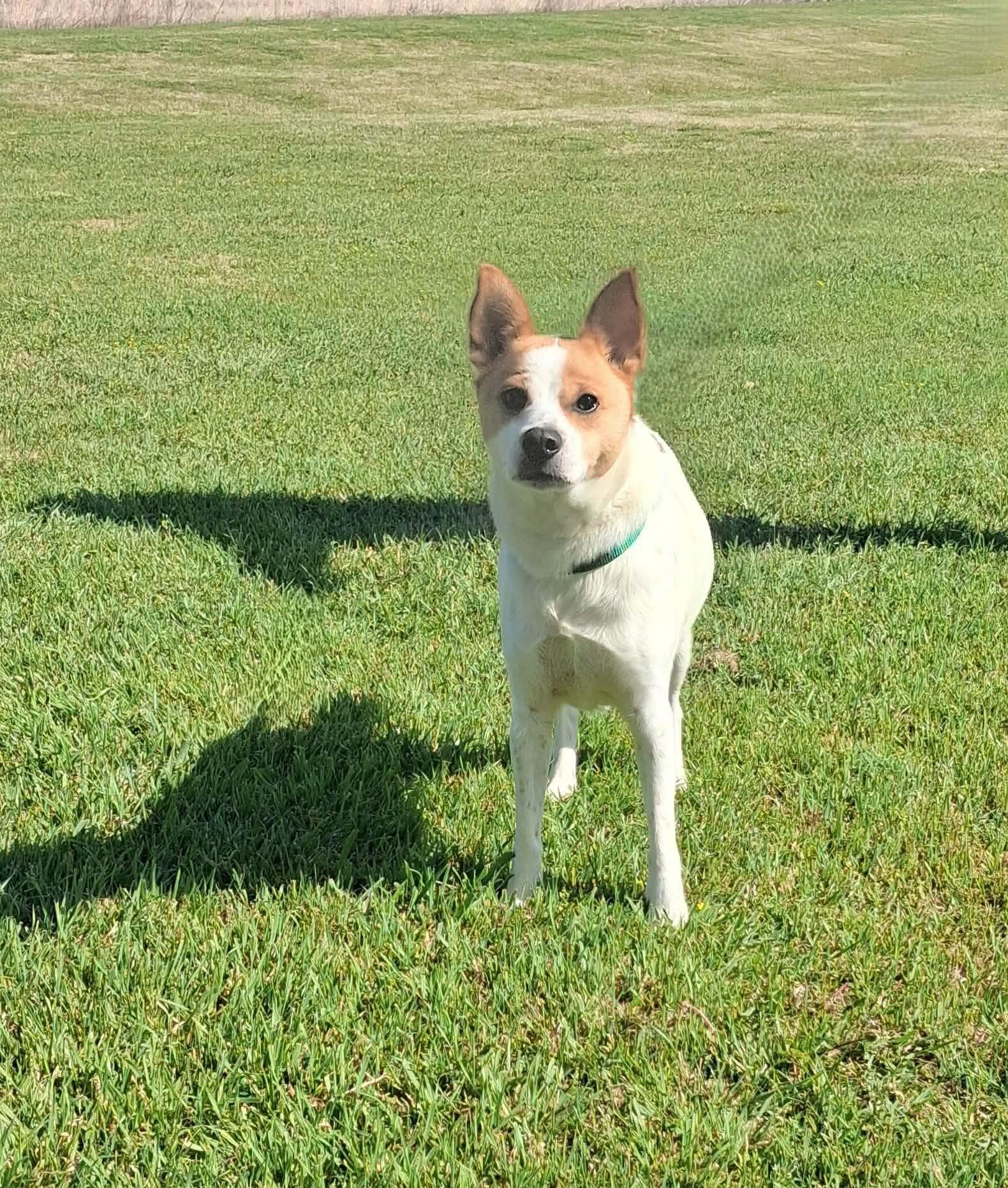 Enlarge Nancy , a ADOPTABLE mixed breed in Cleburne, TX image 2/2