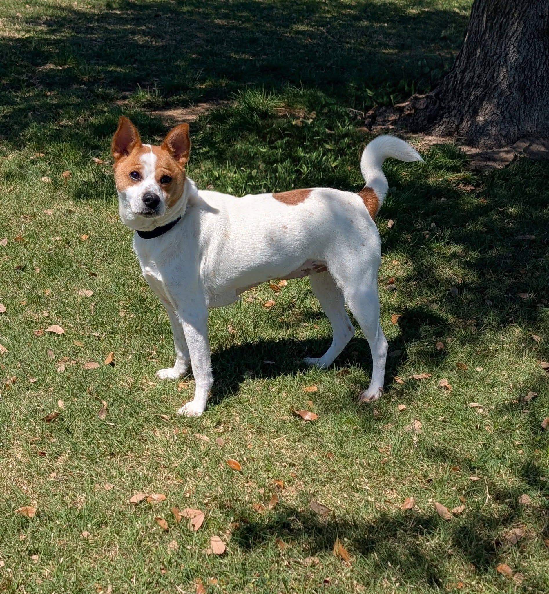 Enlarge Nancy , a ADOPTABLE mixed breed in Cleburne, TX image 1/2