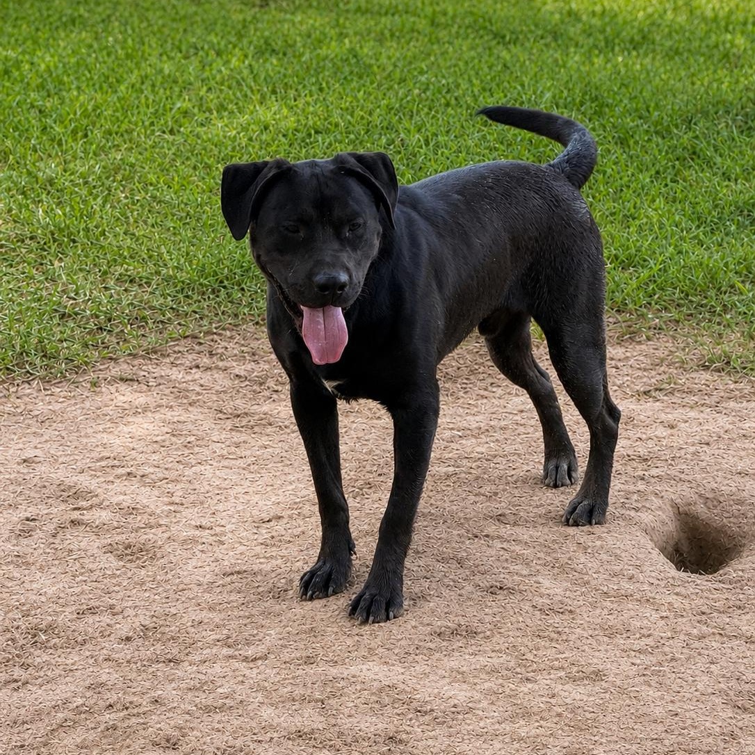 Enlarge Togo (100 adoption fee), an adopted mixed breed in Oglesby, IL image 2/6