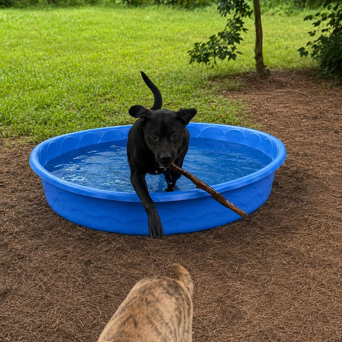 Enlarge Togo (100 adoption fee), an adopted mixed breed in Oglesby, IL image 4/6