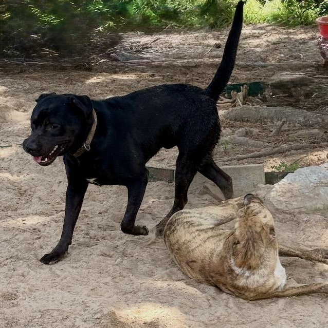 Enlarge Togo (100 adoption fee), an adopted mixed breed in Oglesby, IL image 3/6