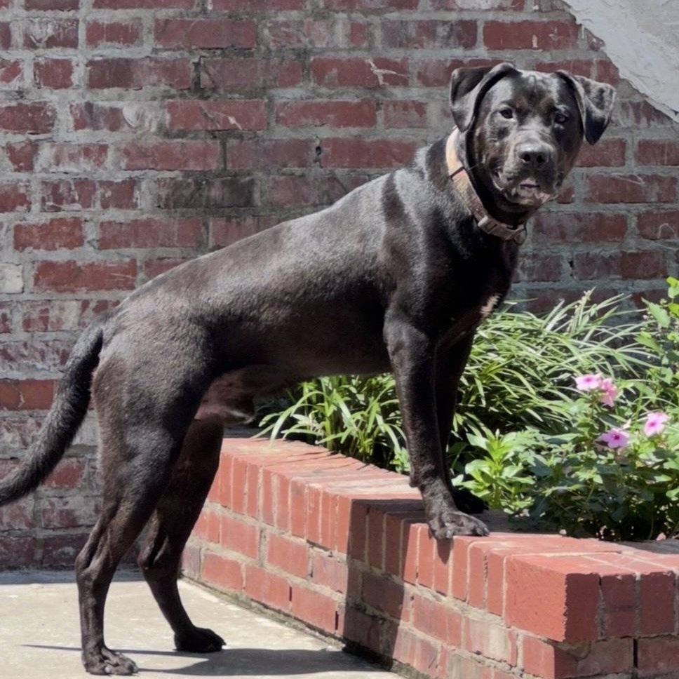 Togo (100 adoption fee), adopted, Young Male Black Labrador Retriever & Mastiff.