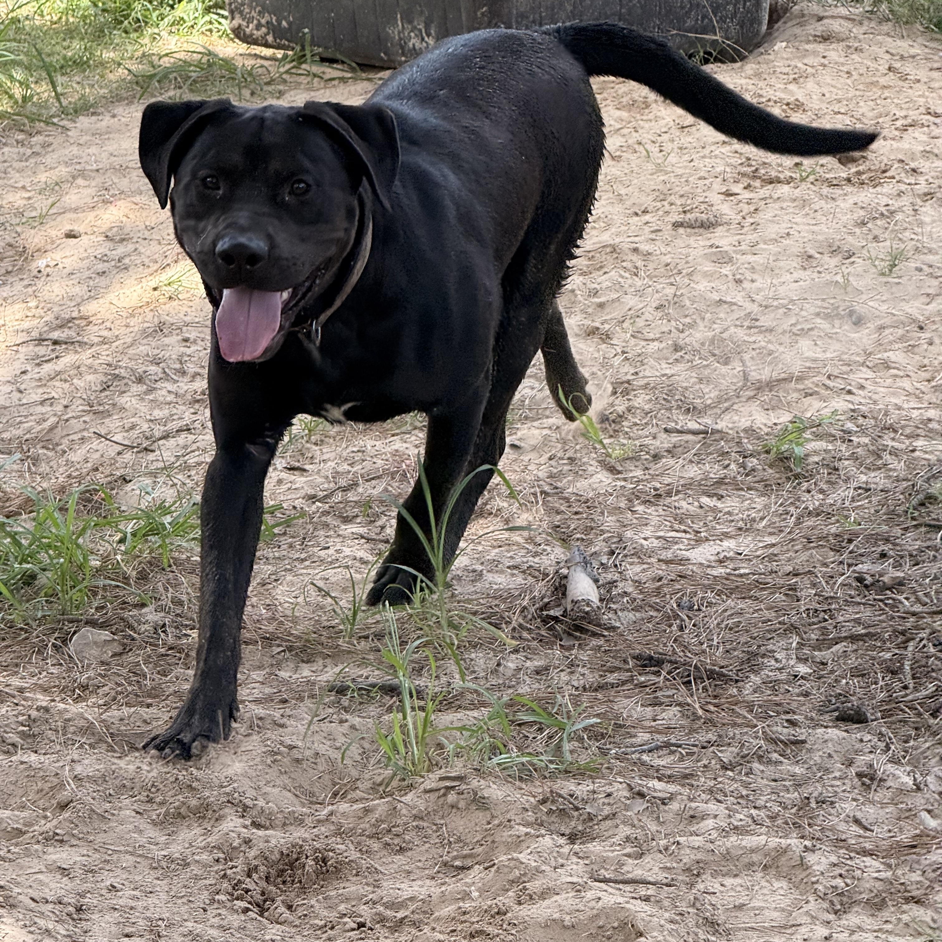 Enlarge Togo (100 adoption fee), an adopted mixed breed in Oglesby, IL image 5/6