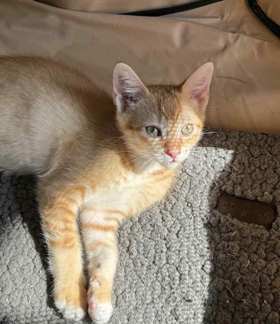 Rusty, Adoptable, Young Male Domestic Short Hair.