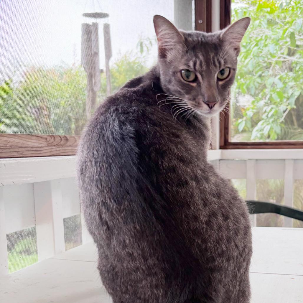 Zumba, Adoptable, Young Male Domestic Short Hair.