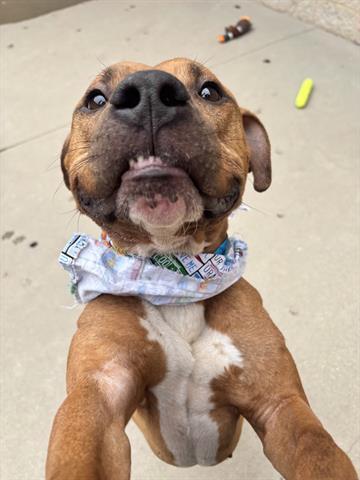 Enlarge GROOT, a Adoptable Pit Bull Terrier in Dayton, OH image 1/1