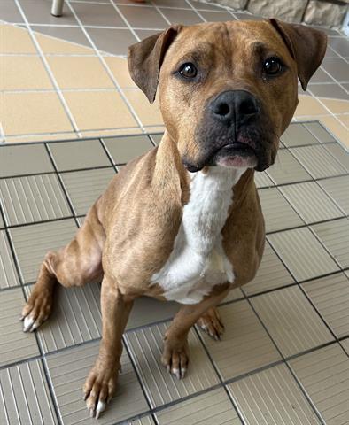 Enlarge GROOT, a Adoptable Pit Bull Terrier in Dayton, OH image 1/1