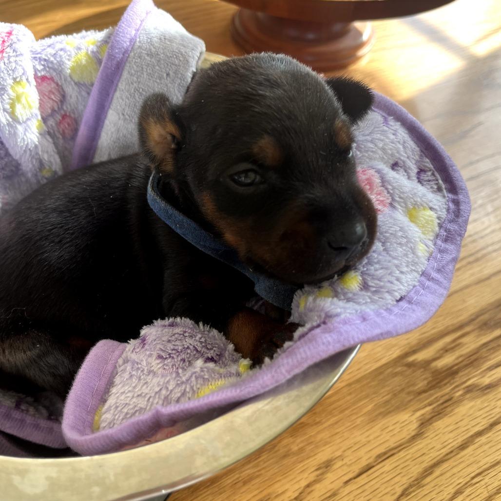 Luke, Adoptable, Puppy Male Doberman Pinscher.