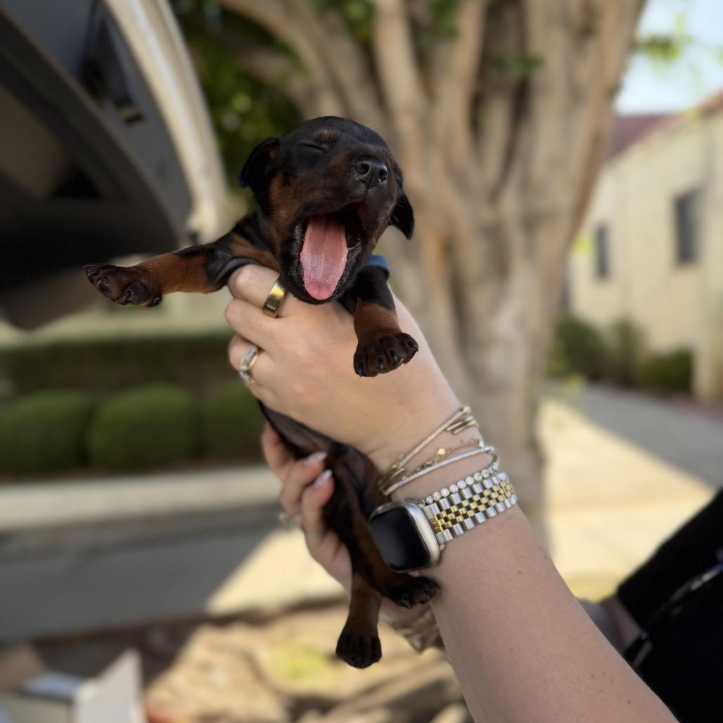 Luke, a Adoptable Doberman Pinscher in Studio City, CA image 2/3