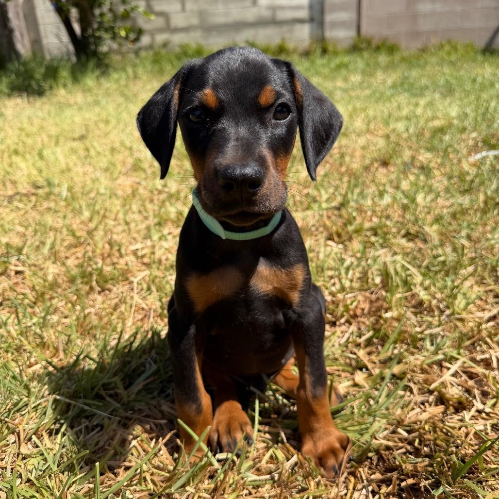 Luke, a Adoptable Doberman Pinscher in Studio City, CA image 3/3