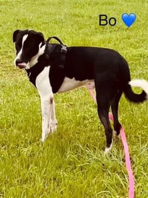 Enlarge Bo, a Adoptable mixed breed in Inez, TX image 5/5