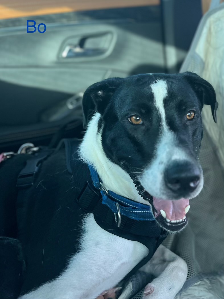 Enlarge Bo, a Adoptable mixed breed in Inez, TX image 2/5