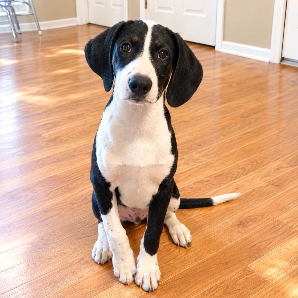 Enlarge CT Rudy avail Oct 24 (Scarecrow Festival- Somers, CT), a Adoptable mixed breed in Eastford, CT image 1/4