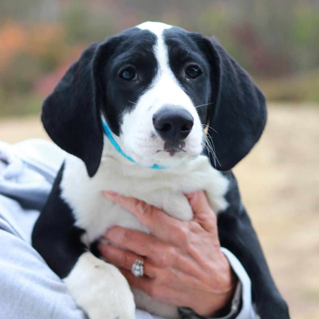 Enlarge CT Rudy avail Oct 24 (Scarecrow Festival- Somers, CT), a Adoptable mixed breed in Eastford, CT image 2/4