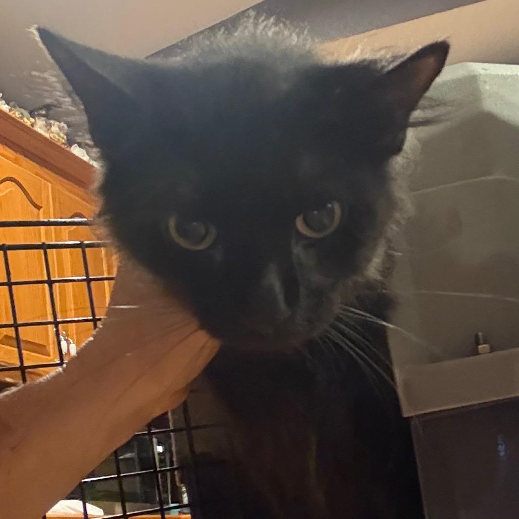 Carl, Adoptable, Adult Male Domestic Long Hair.