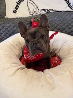Enlarge Paris, a Adopted French Bulldog in Mesa, AZ image 1/6