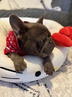 Enlarge Paris, a Adopted French Bulldog in Mesa, AZ image 2/6