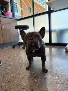 Enlarge Paris, a Adopted French Bulldog in Mesa, AZ image 3/6