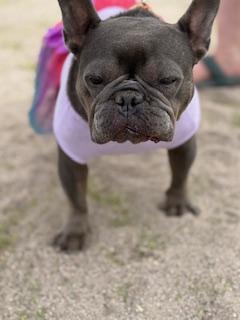 Enlarge Paris, a Adopted French Bulldog in Mesa, AZ image 5/6