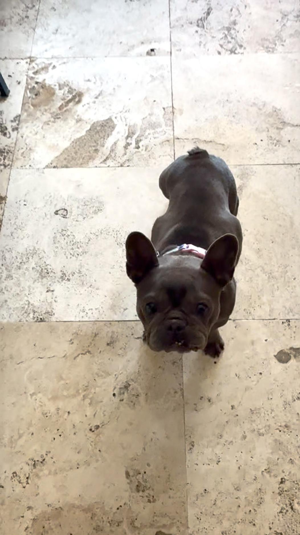 Enlarge Paris, a Adopted French Bulldog in Mesa, AZ image 6/6