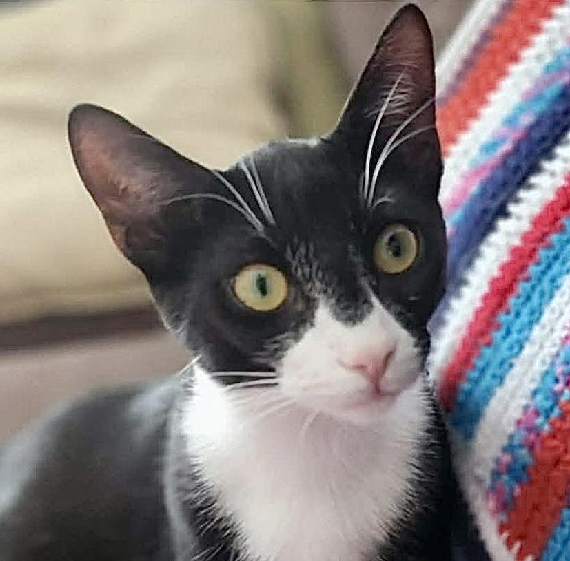 Navi, ADOPTABLE, Adult Female Tuxedo.