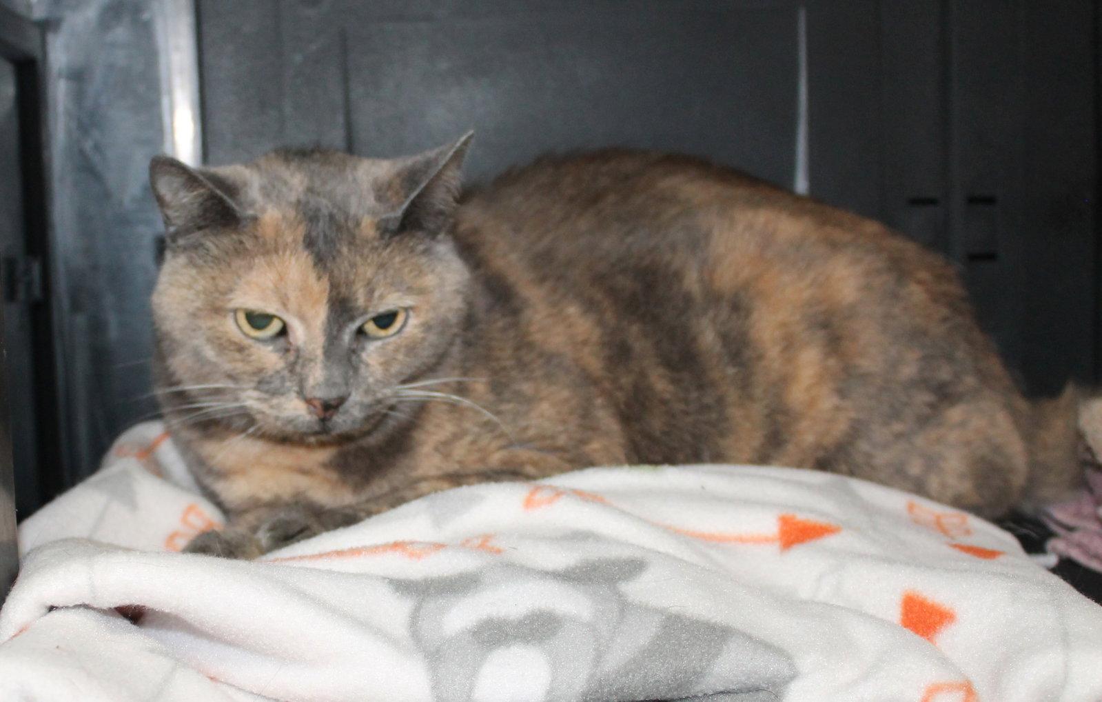 Katie - 22562, Adoptable, Adult Female Domestic Short Hair & Calico.