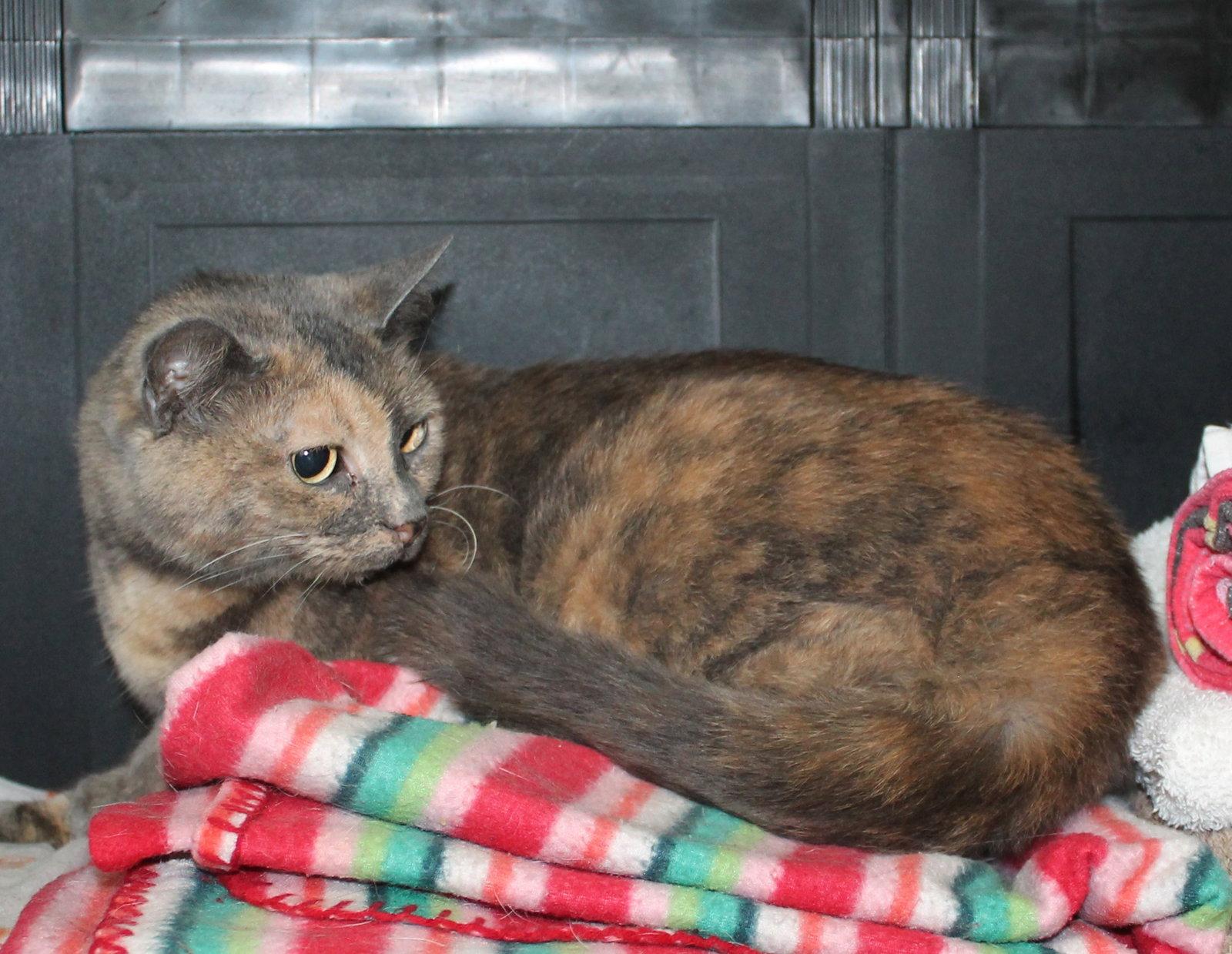 Enlarge Katie - 22562, a Adoptable mixed breed in Prattville, AL image 2/2