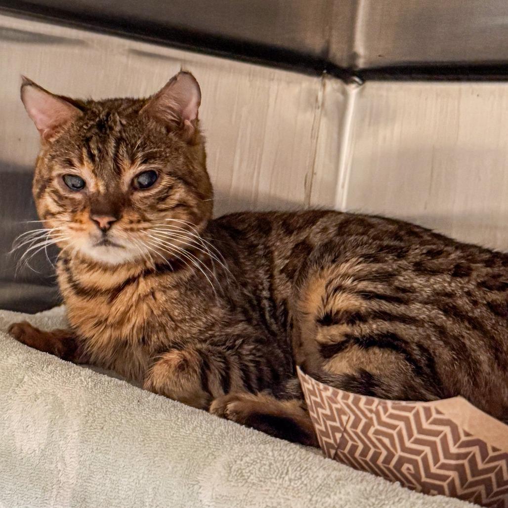 Enlarge Max, a Adoptable Bengal in Kennebunk, ME image 1/3