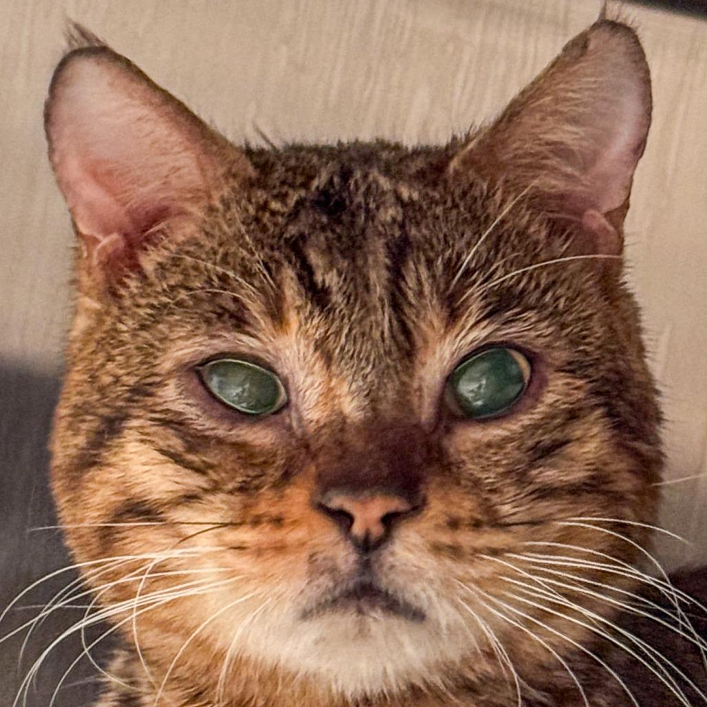 Enlarge Max, a Adoptable Bengal in Kennebunk, ME image 2/3