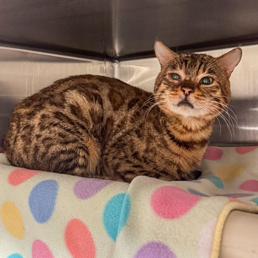 Enlarge Max, a Adoptable Bengal in Kennebunk, ME image 3/3