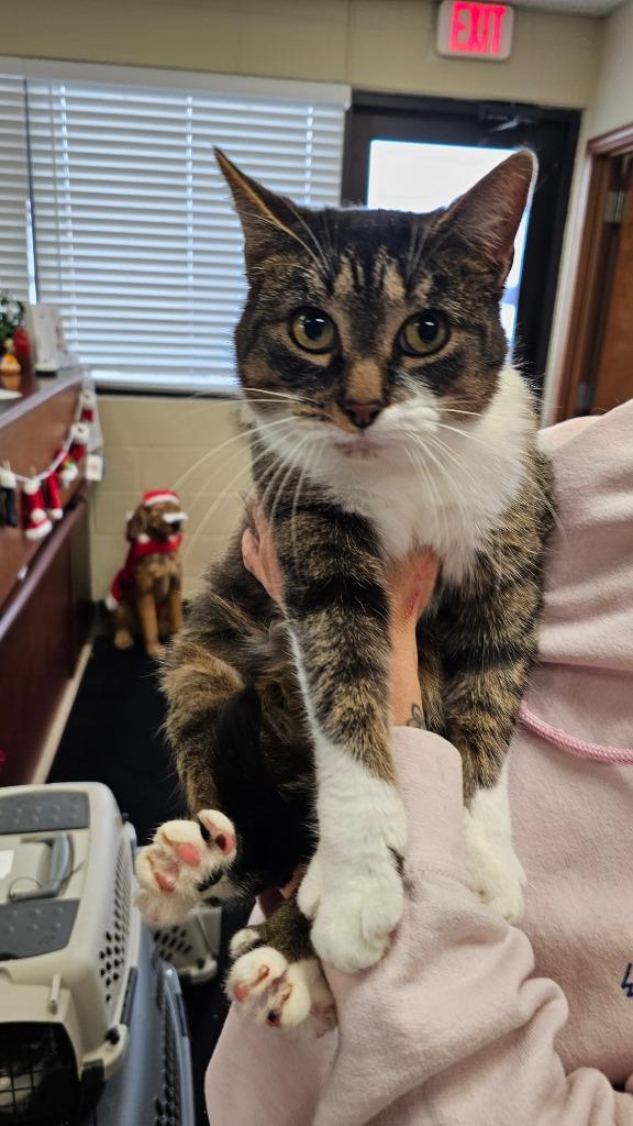 Norma, Adoptable, Adult Female Domestic Short Hair.