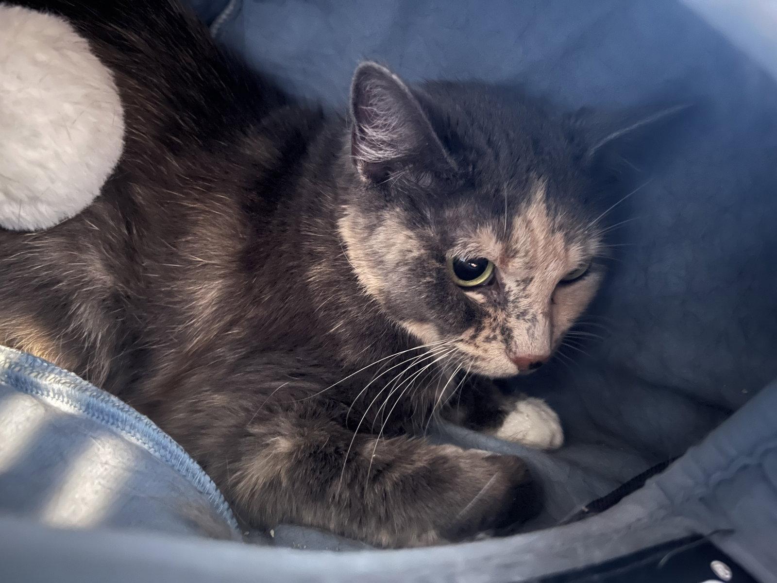 Heidi, Adoptable, Senior Female Domestic Short Hair.