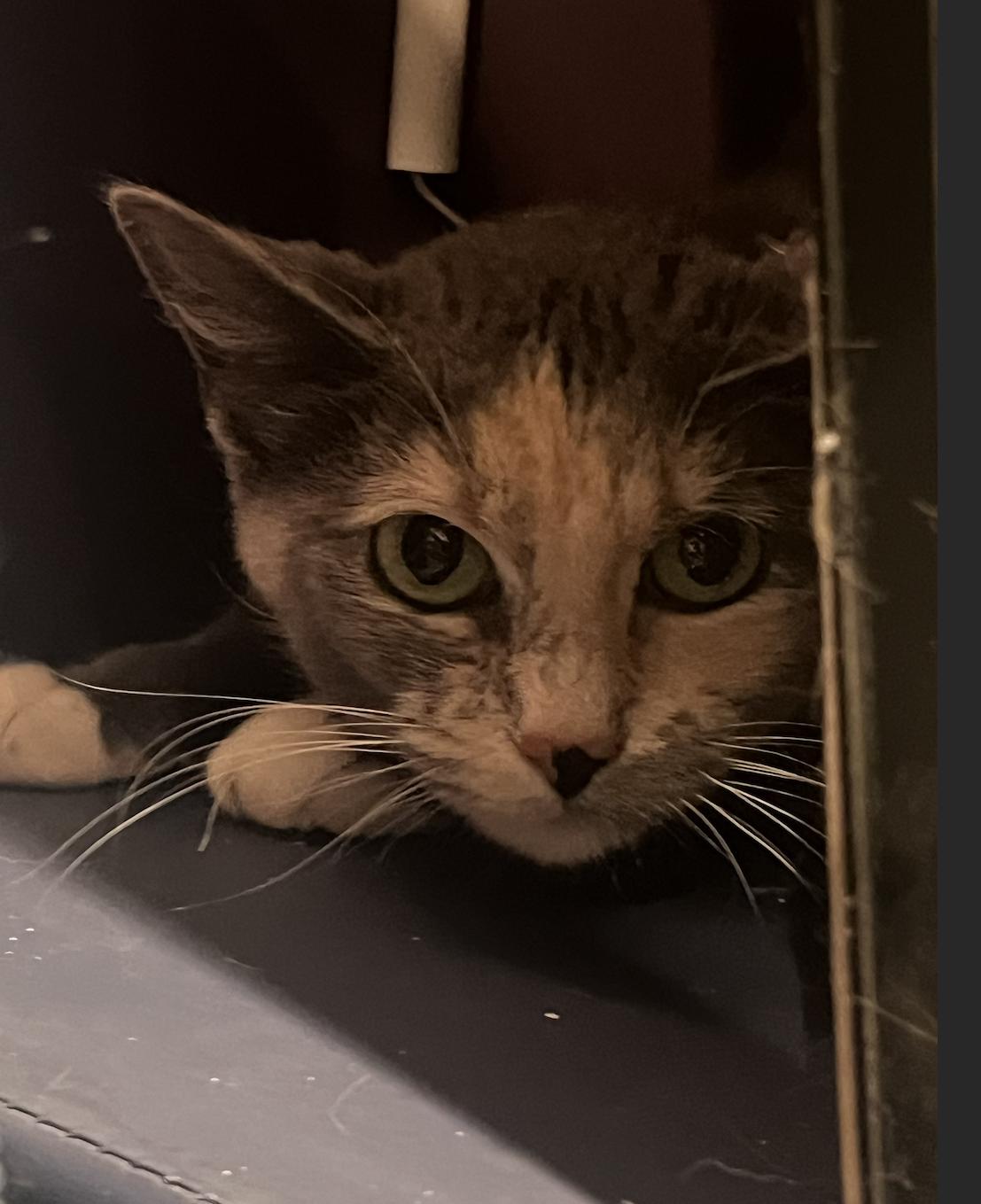 Enlarge Heidi, a Adoptable Domestic Short Hair in Aurora, CO image 2/2