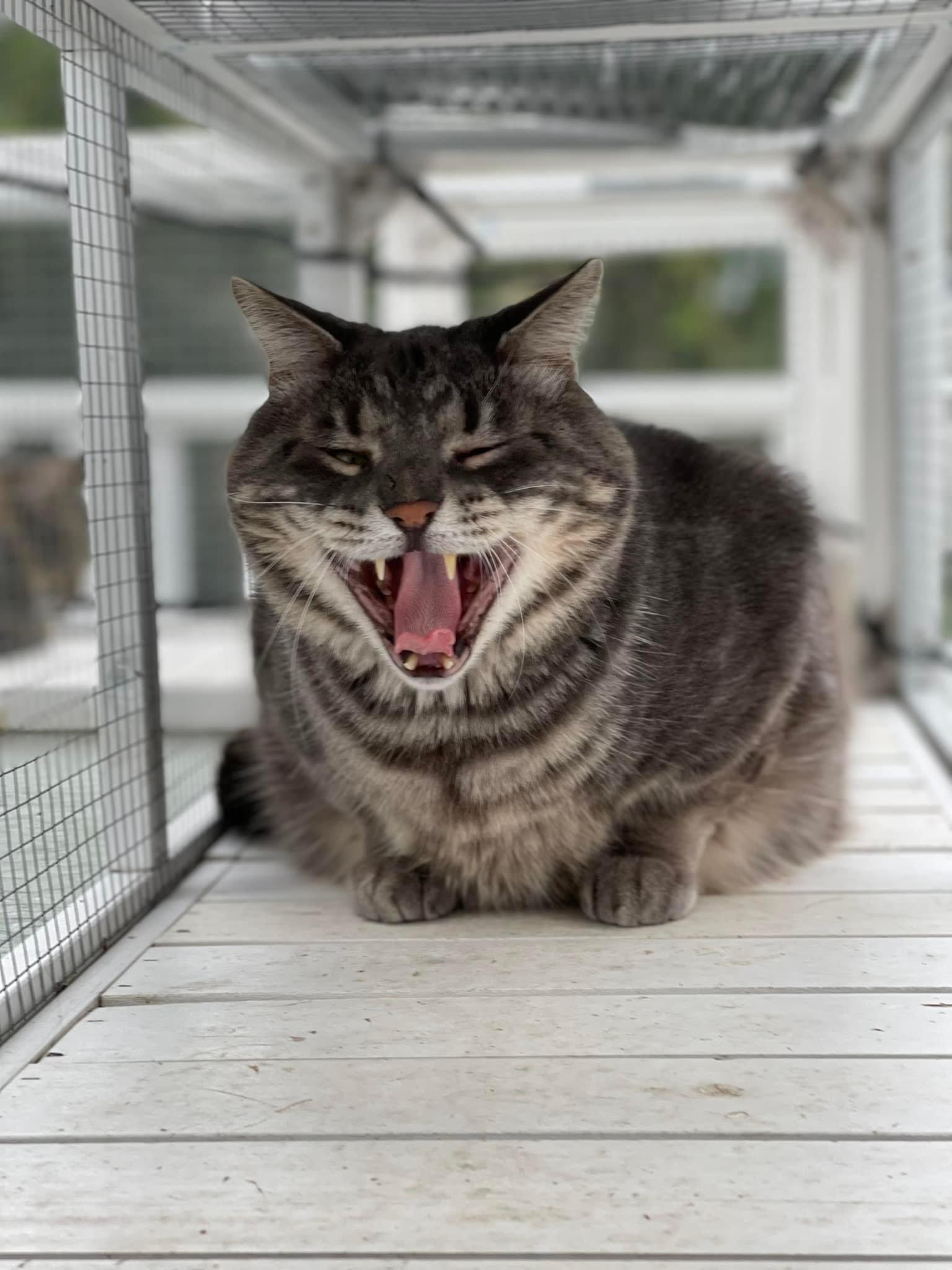 Ashton, Adoptable, Adult Male Domestic Short Hair & Tabby.