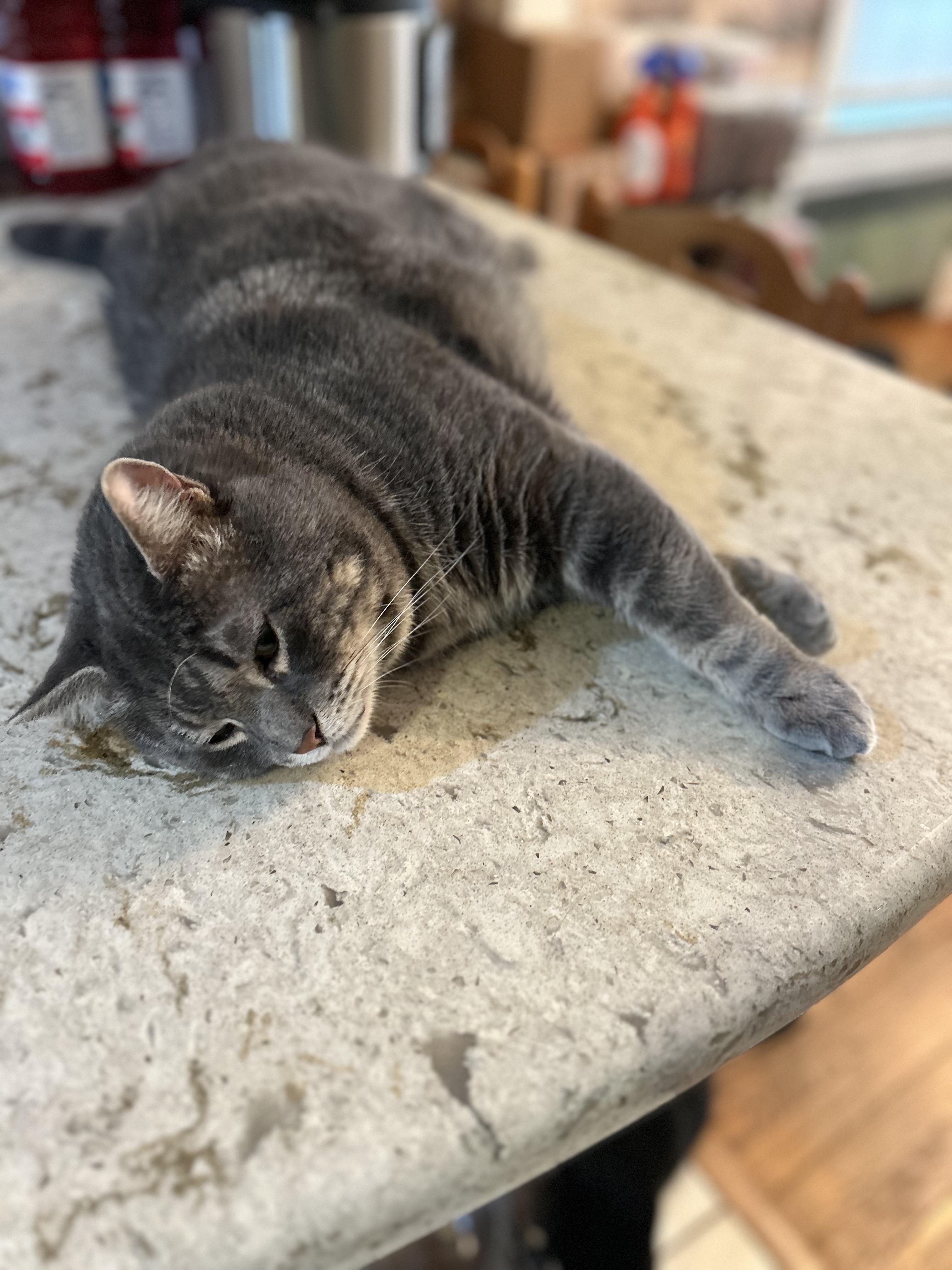 Enlarge Ashton, a Adoptable mixed breed in Newark, NJ image 3/6