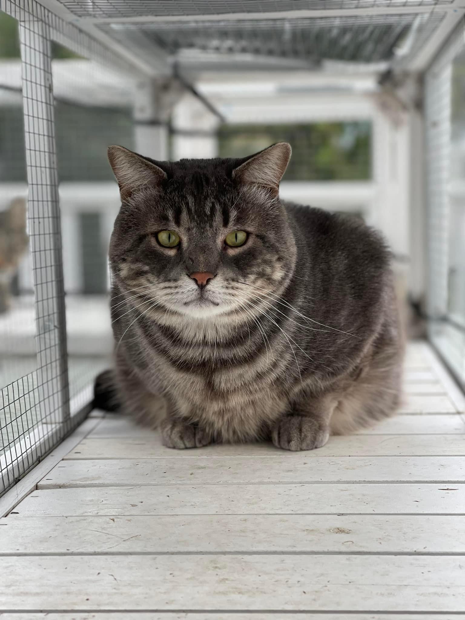 Ashton, Adoptable, Adult Male Domestic Short Hair & Tabby.