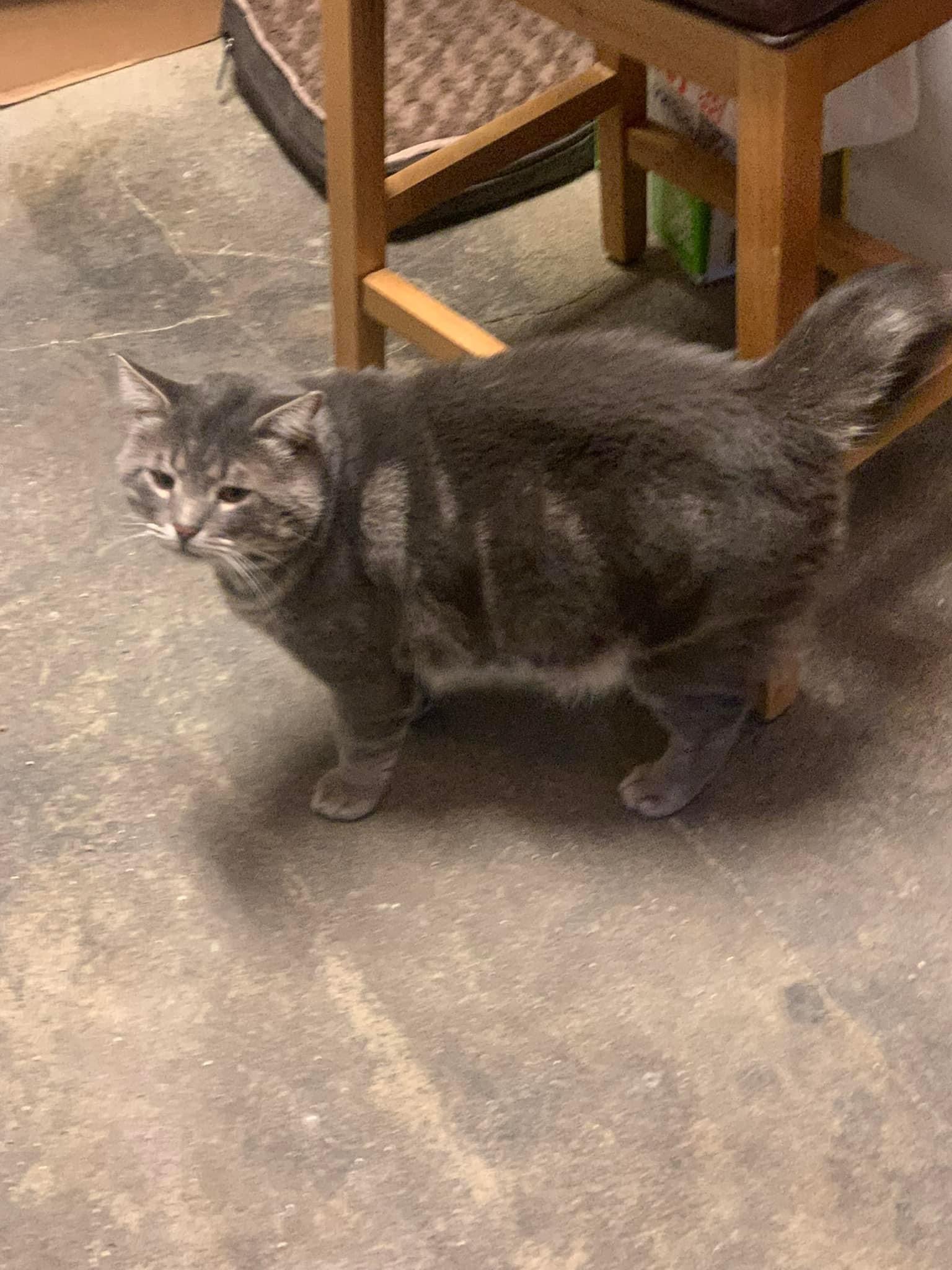 Enlarge Ashton, a Adoptable mixed breed in Newark, NJ image 6/6