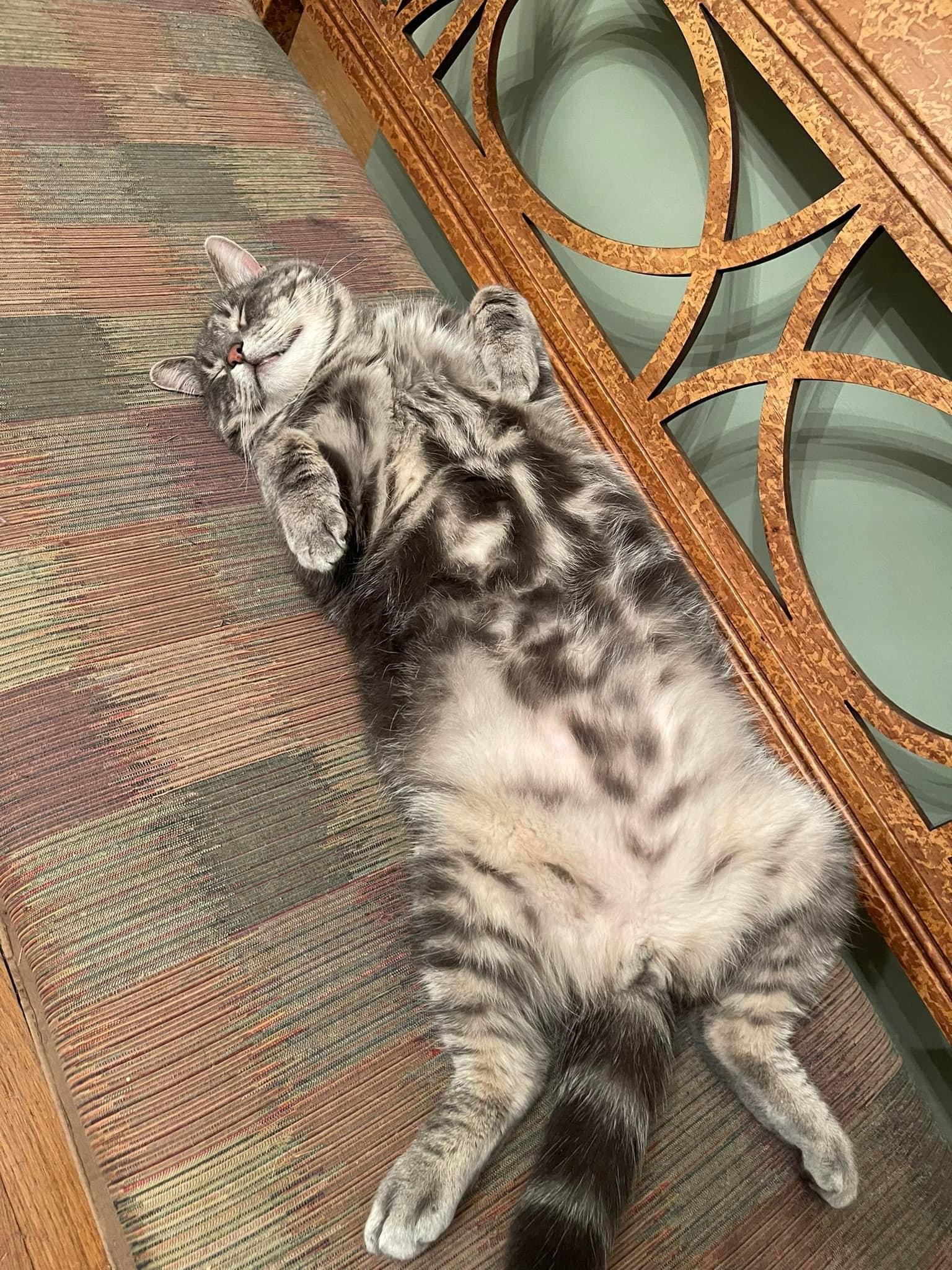 Enlarge Ashton, a Adoptable mixed breed in Newark, NJ image 2/6