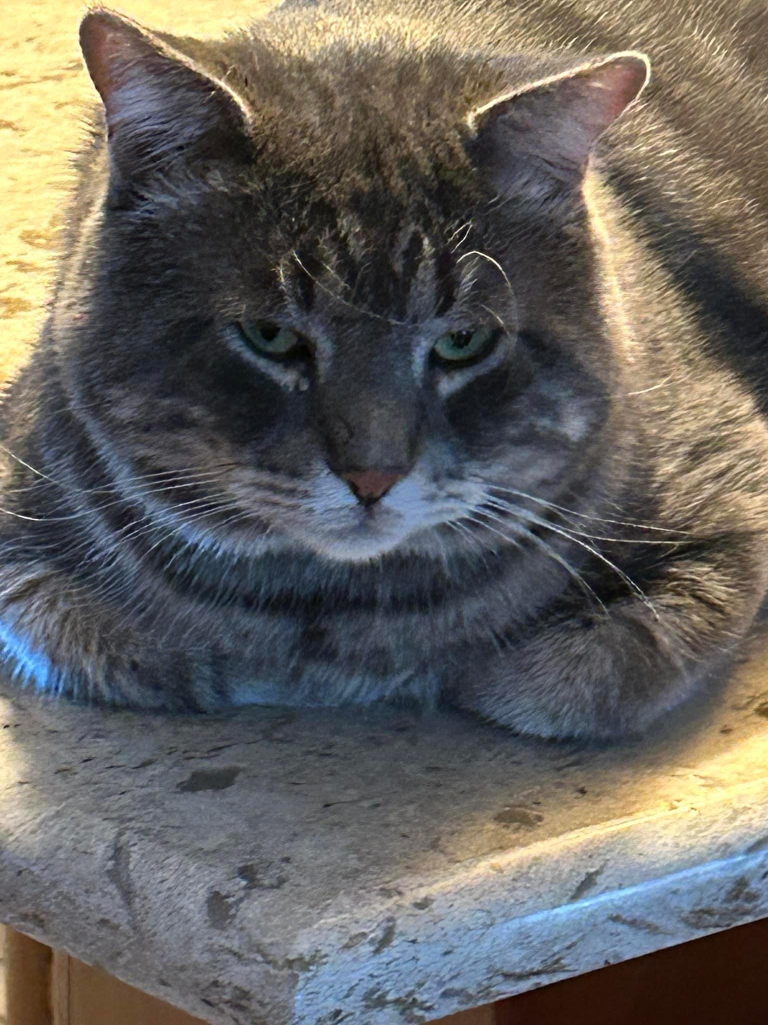 Enlarge Ashton, a Adoptable mixed breed in Newark, NJ image 5/6