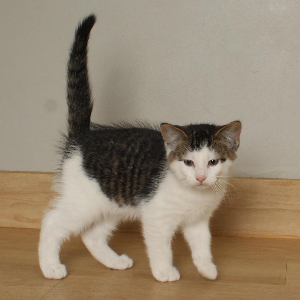 Autumn C66730, a Adoptable Domestic Short Hair in Minnetonka, MN image 1/3