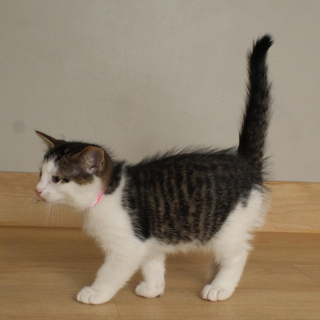 Autumn C66730, a Adoptable Domestic Short Hair in Minnetonka, MN image 2/3