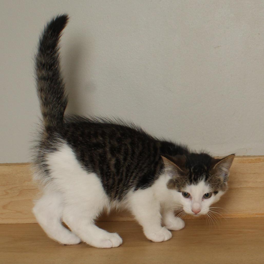 Autumn C66730, a Adoptable Domestic Short Hair in Minnetonka, MN image 3/3