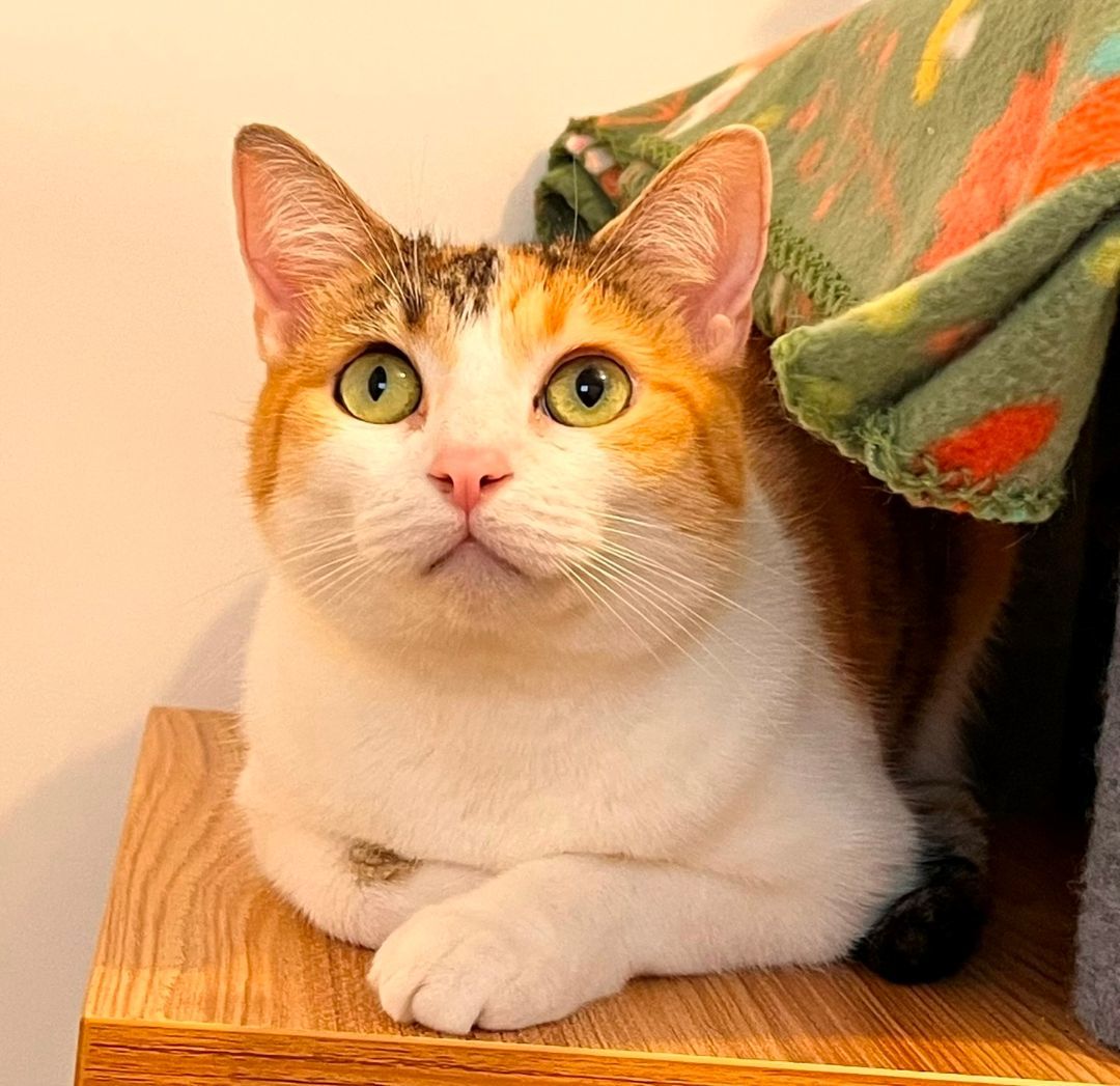 Enlarge MUNCHIE, a Adopted Domestic Short Hair in Clearwater, FL image 2/3